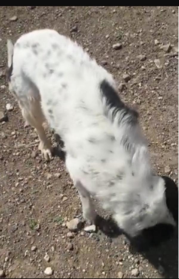 Mask,giovane,buonissimo,in canile da 5anni!PUGLIA Foto 5