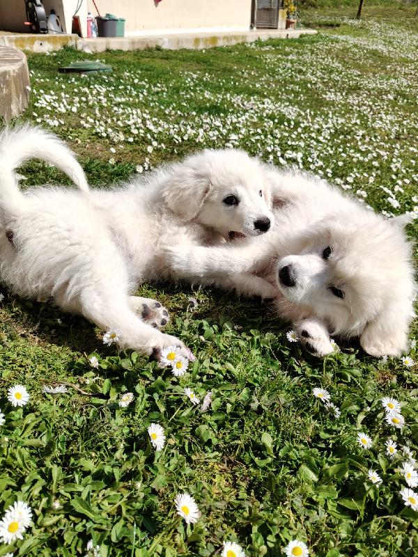 Punch: 3 mesi taglia grande  Foto 2