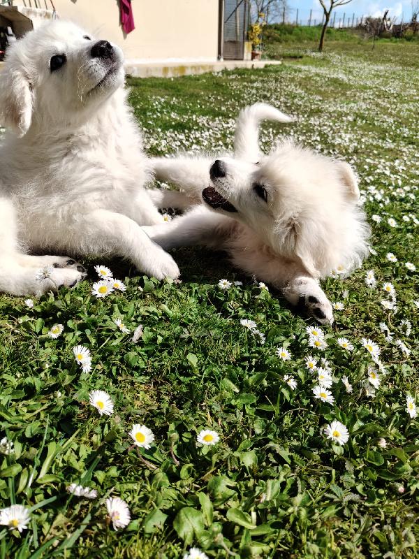 Punch: 3 mesi taglia grande  Foto 3