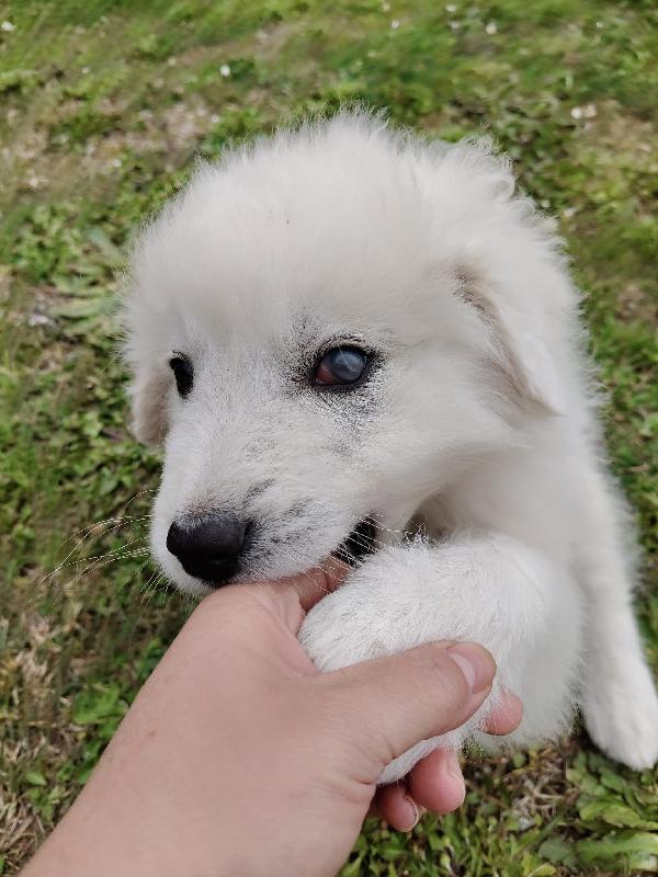 Punch: 3 mesi taglia grande  Foto 4