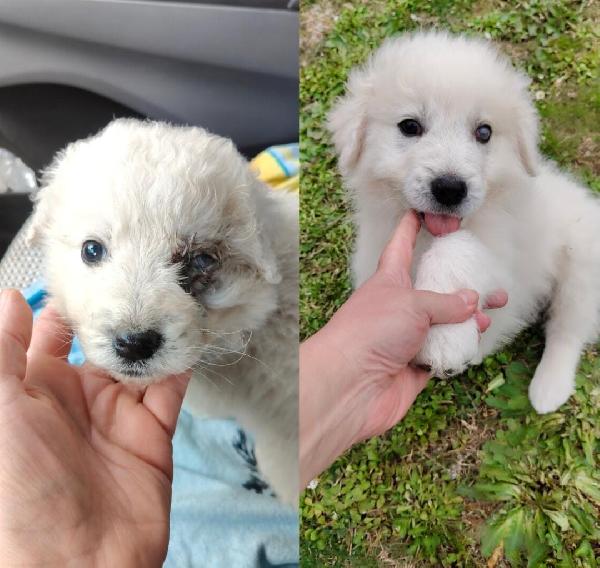 Punch: 3 mesi taglia grande  Foto 5