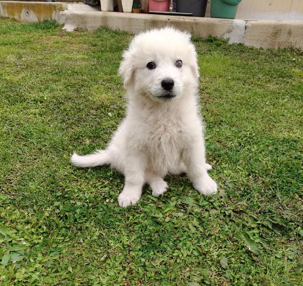 Punch: 3 mesi taglia grande  Foto 10