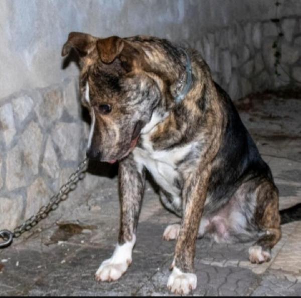 Tigro 2Anni Finito In Canile,Ok Gatti.abruzzo Urgente