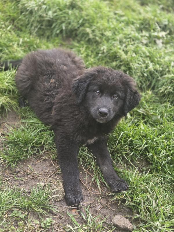 Brownie Aspetta Una Mamma 