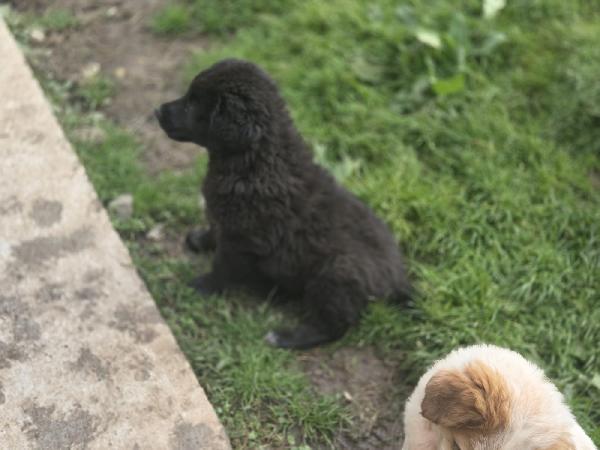 BROWNIE ASPETTA UNA MAMMA  Foto 2