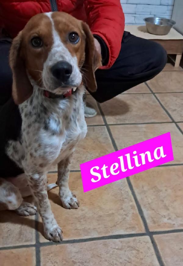 Mix Beagle Femmina 2Anni Salvata Da 1Nubifragio.sicilia