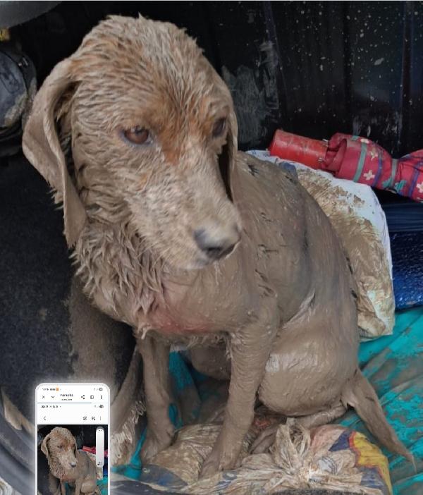 Mix Beagle femmina 2anni salvata da 1nubifragio.SICILIA Foto 3