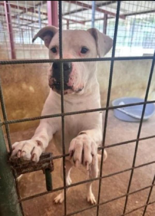 Dogo Argentino anzianetto non trova pace! TRENTINO Foto 4