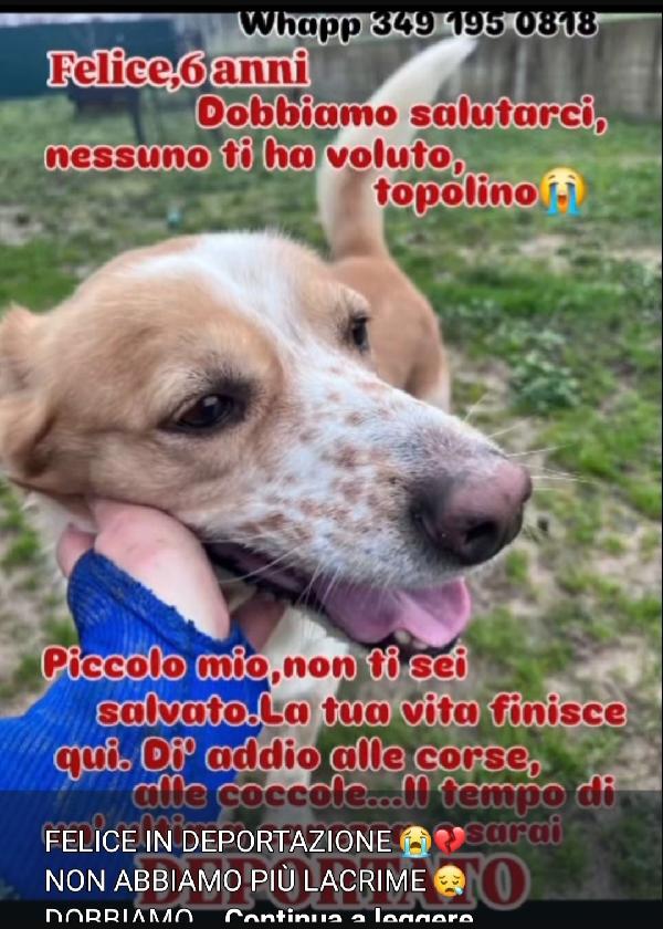Felice 6Anni Nessuno Lo Ha Scelto Verrà Deportato! Calabria