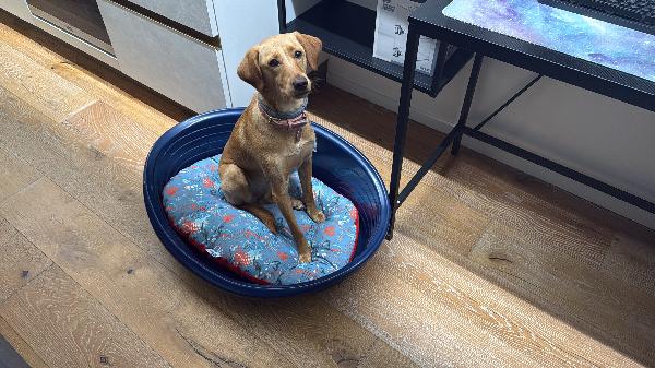 🐾 Lily: Un Anno Di Dolcezza Cerca Una Nuova Famiglia (Roma)