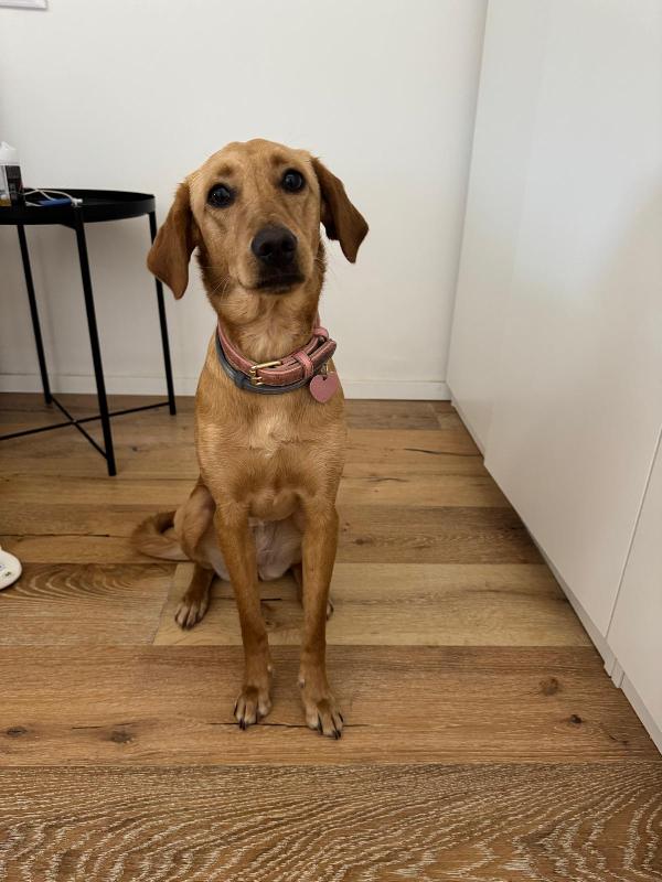 🐾 Lily: un anno di dolcezza cerca una nuova famiglia (Roma) Foto 2