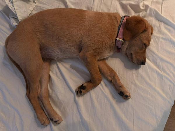 🐾 Lily: un anno di dolcezza cerca una nuova famiglia (Roma) Foto 3