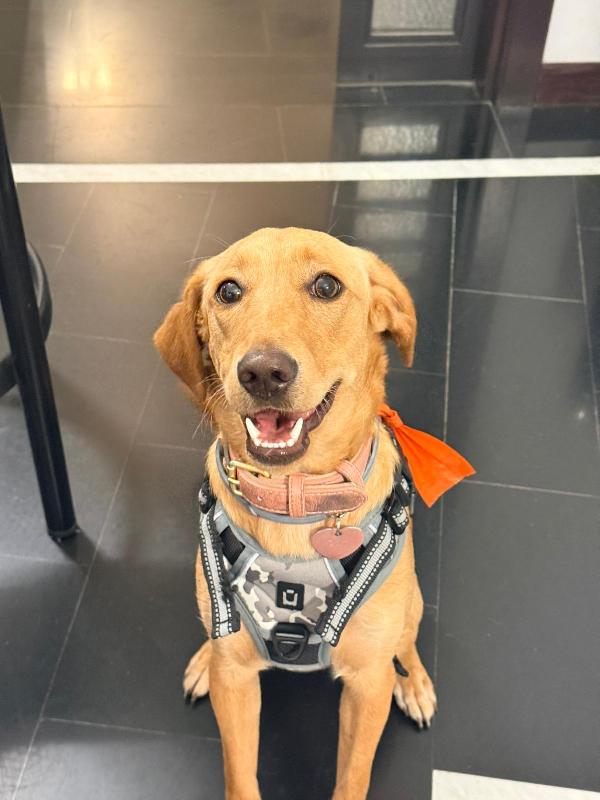 🐾 Lily: un anno di dolcezza cerca una nuova famiglia (Roma) Foto 4