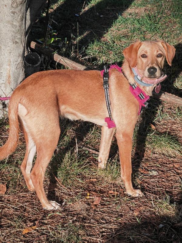 🐾 Lily: un anno di dolcezza cerca una nuova famiglia (Roma) Foto 5
