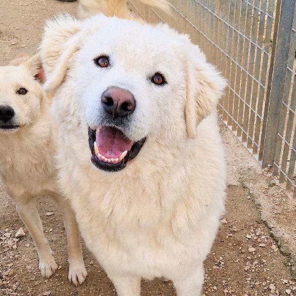 Dopo L'inferno,Leo,Merita Una Stupenda Adozione.adottabile In Tutta Italia!