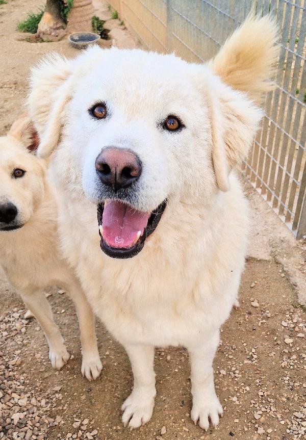DOPO L'INFERNO,LEO,MERITA UNA STUPENDA ADOZIONE.ADOTTABILE IN TUTTA ITALIA! Foto 2