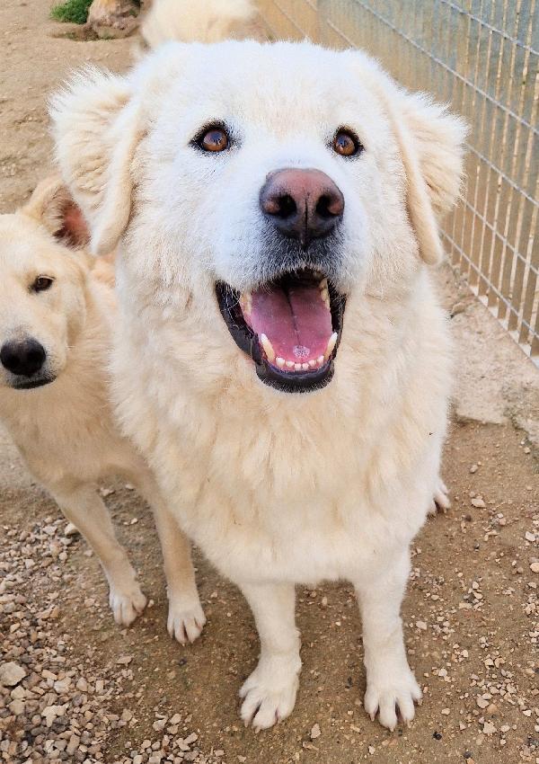 DOPO L'INFERNO,LEO,MERITA UNA STUPENDA ADOZIONE.ADOTTABILE IN TUTTA ITALIA! Foto 3