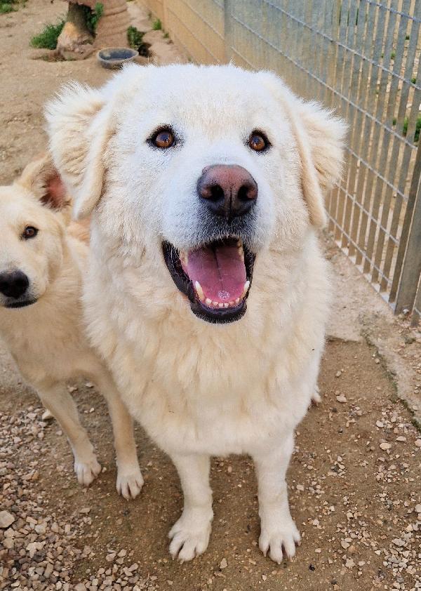 DOPO L'INFERNO,LEO,MERITA UNA STUPENDA ADOZIONE.ADOTTABILE IN TUTTA ITALIA! Foto 4