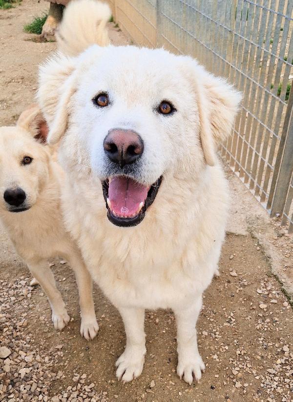DOPO L'INFERNO,LEO,MERITA UNA STUPENDA ADOZIONE.ADOTTABILE IN TUTTA ITALIA! Foto 5