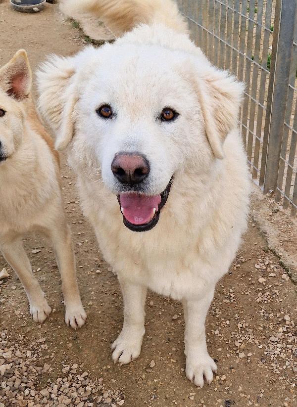 DOPO L'INFERNO,LEO,MERITA UNA STUPENDA ADOZIONE.ADOTTABILE IN TUTTA ITALIA! Foto 6