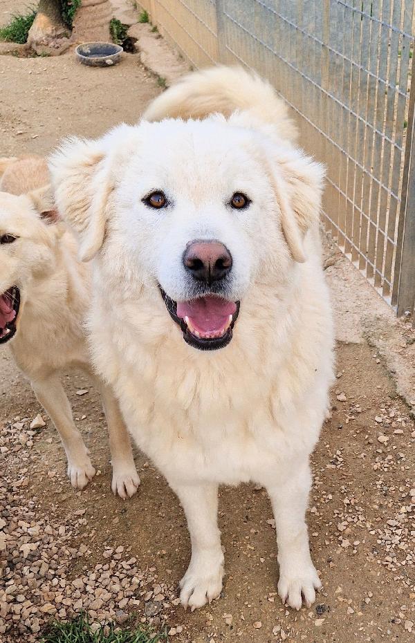 DOPO L'INFERNO,LEO,MERITA UNA STUPENDA ADOZIONE.ADOTTABILE IN TUTTA ITALIA! Foto 7