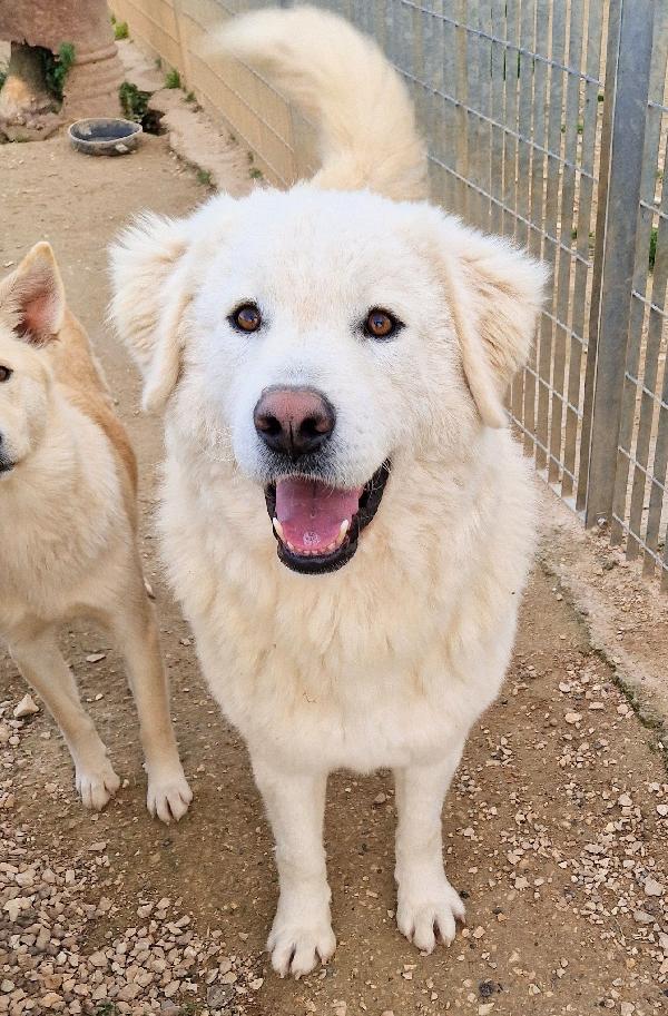 DOPO L'INFERNO,LEO,MERITA UNA STUPENDA ADOZIONE.ADOTTABILE IN TUTTA ITALIA! Foto 8