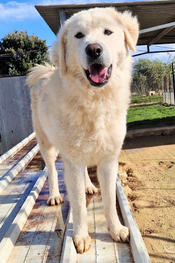 DOPO L'INFERNO,LEO,MERITA UNA STUPENDA ADOZIONE.ADOTTABILE IN TUTTA ITALIA! Foto 9