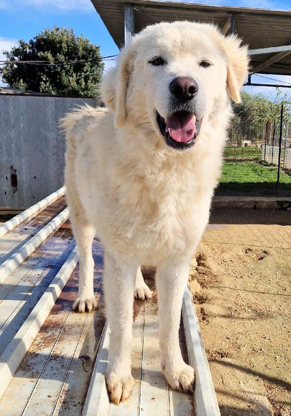 DOPO L'INFERNO,LEO,MERITA UNA STUPENDA ADOZIONE.ADOTTABILE IN TUTTA ITALIA! Foto 10