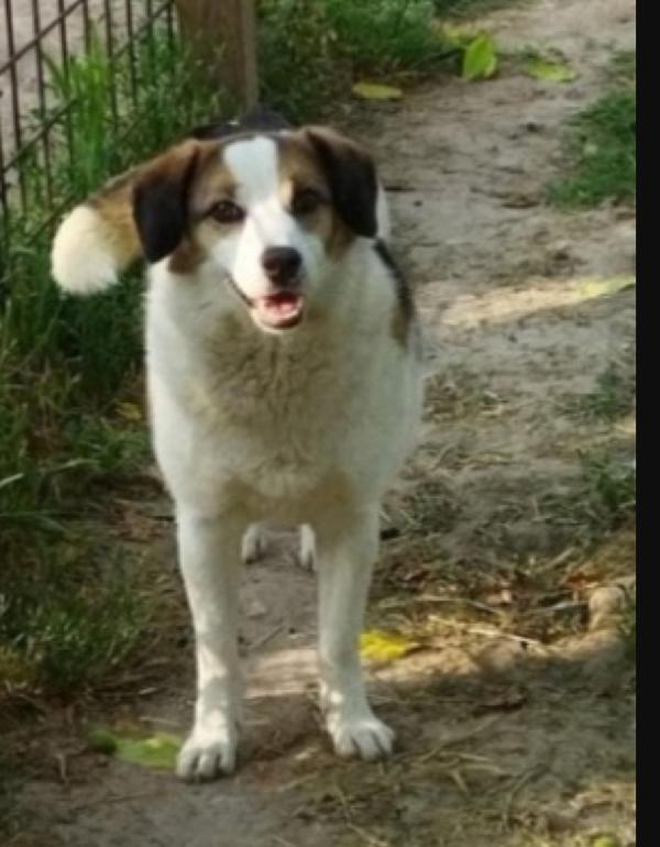 Ambra Salita 4Anni Fa In Adozione E Rifiutata.bologna