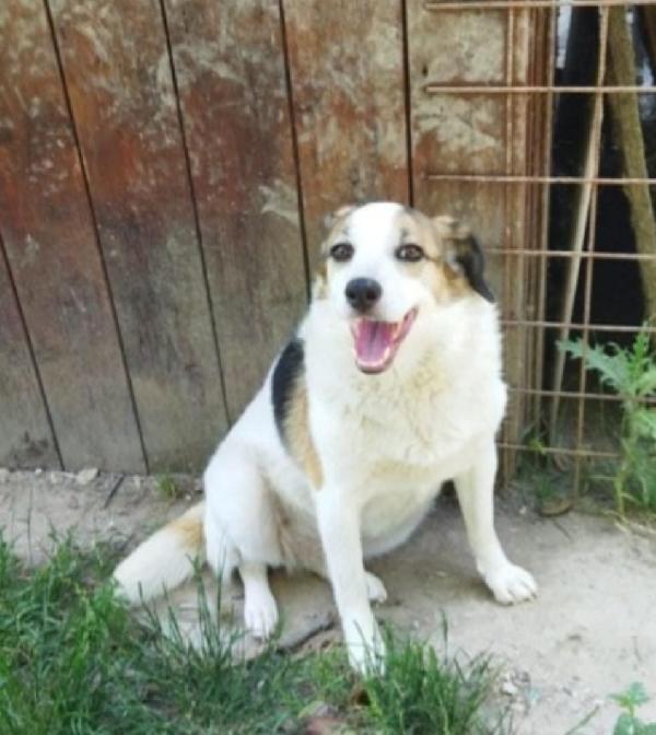 Ambra salita 4anni fa in adozione e rifiutata.BOLOGNA Foto 3