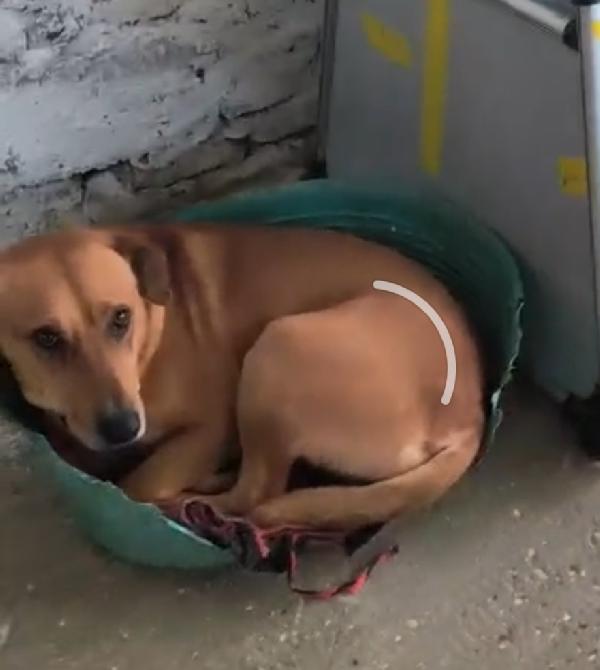 Nessuno Ha Chiamato X Aiutare Cody 5/6 Anni