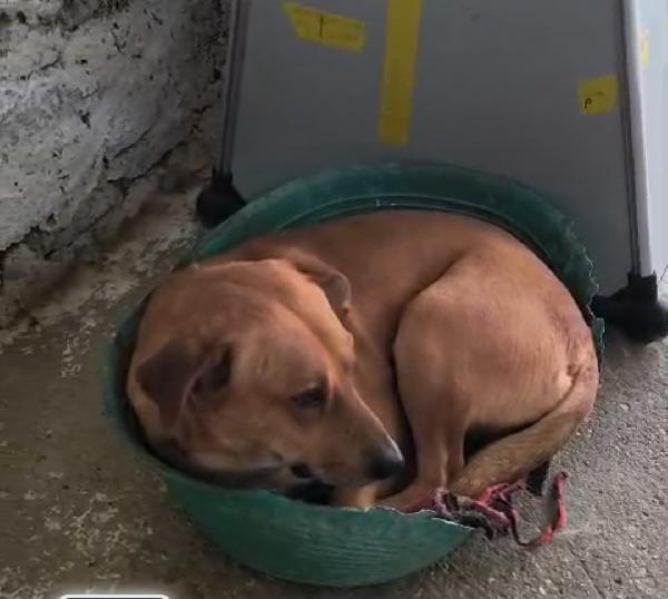 Nessuno ha chiamato x aiutare Cody 5/6 anni Foto 3