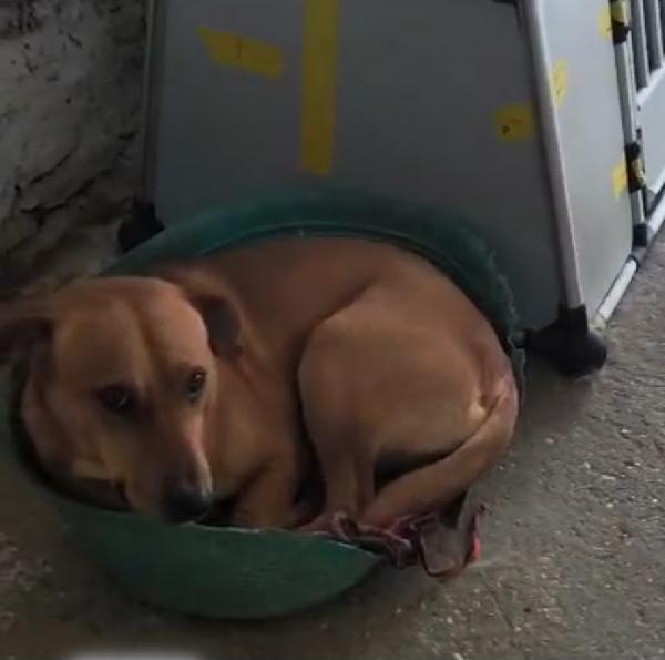 Nessuno ha chiamato x aiutare Cody 5/6 anni Foto 4