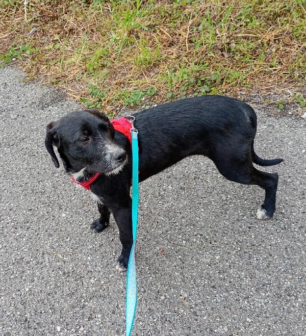 CUCCIOLA LUNA Foto 2