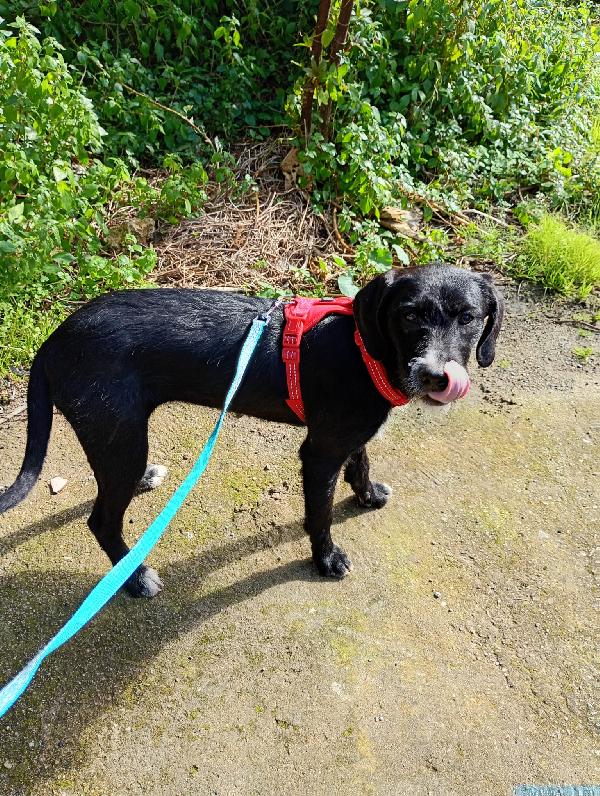 CUCCIOLA LUNA Foto 4