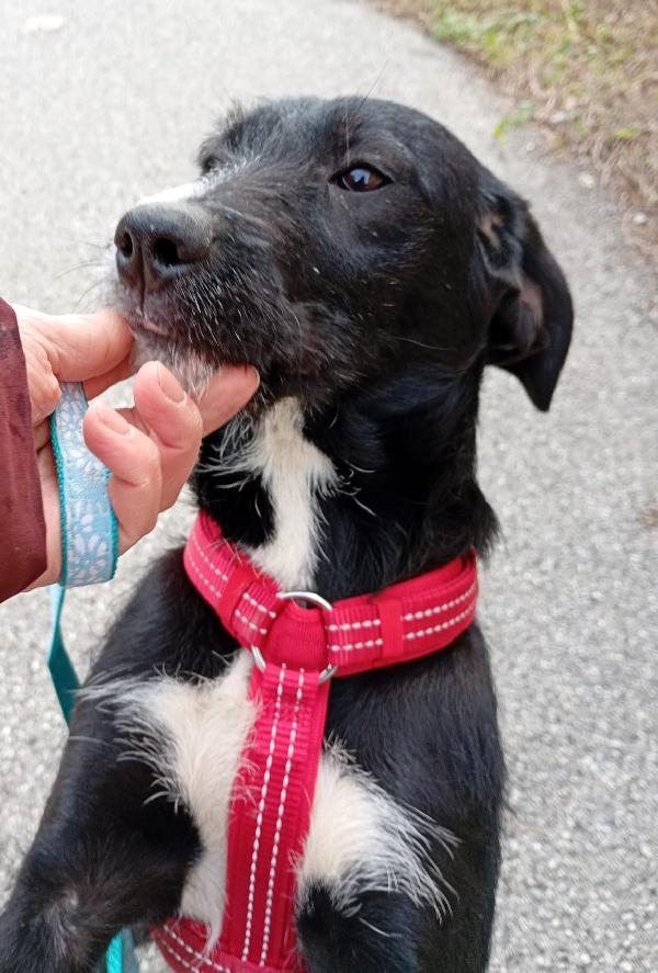 CUCCIOLA LUNA Foto 6