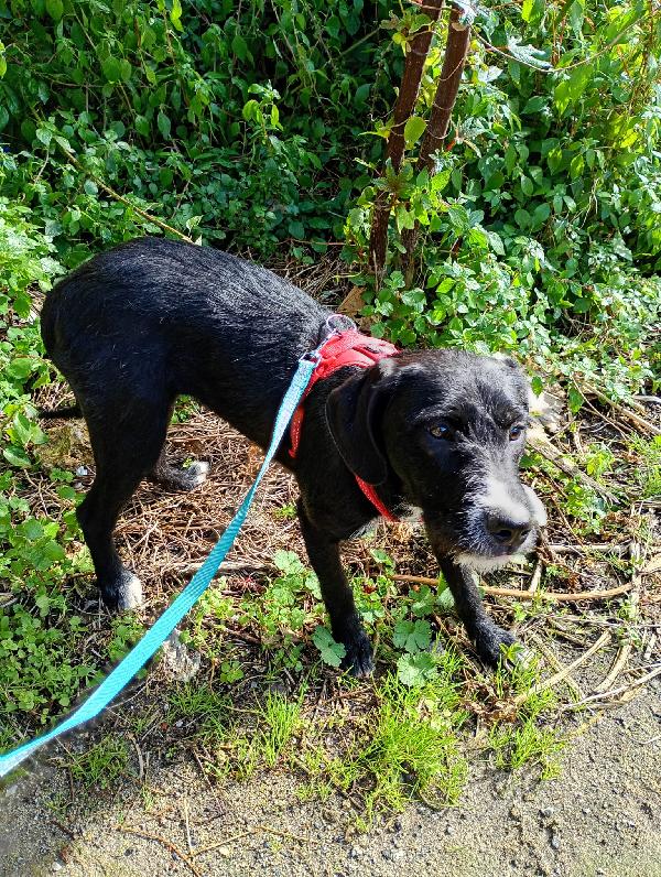 CUCCIOLA LUNA Foto 7