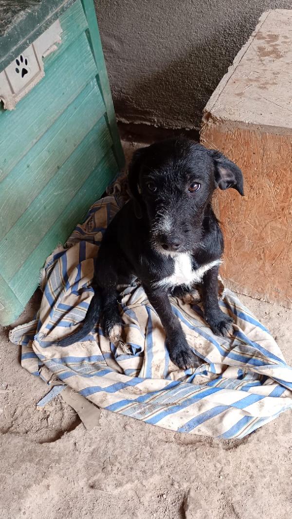 CUCCIOLA LUNA Foto 8