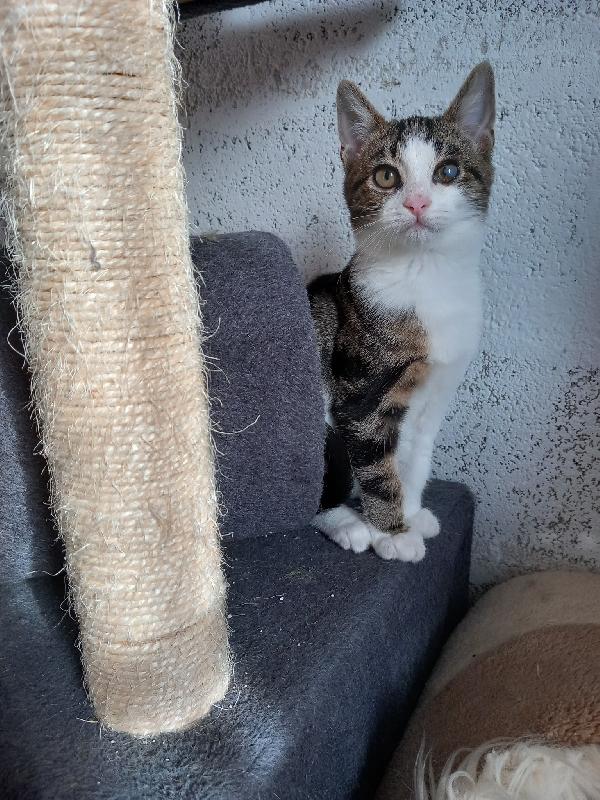 MICKY, tenero micino da adottare! Foto 3