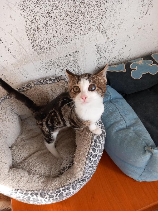 MICKY, tenero micino da adottare! Foto 4