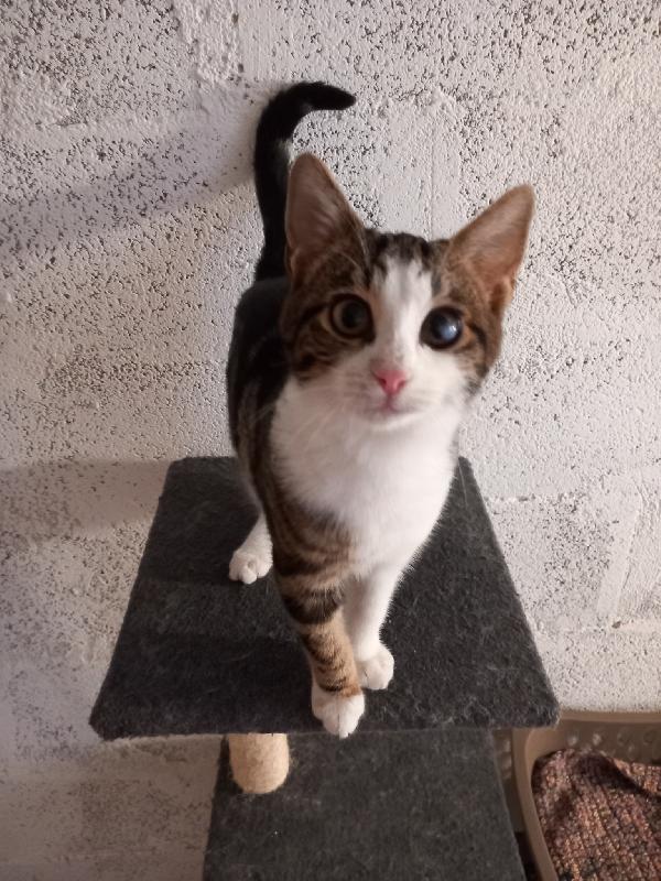 MICKY, tenero micino da adottare! Foto 5