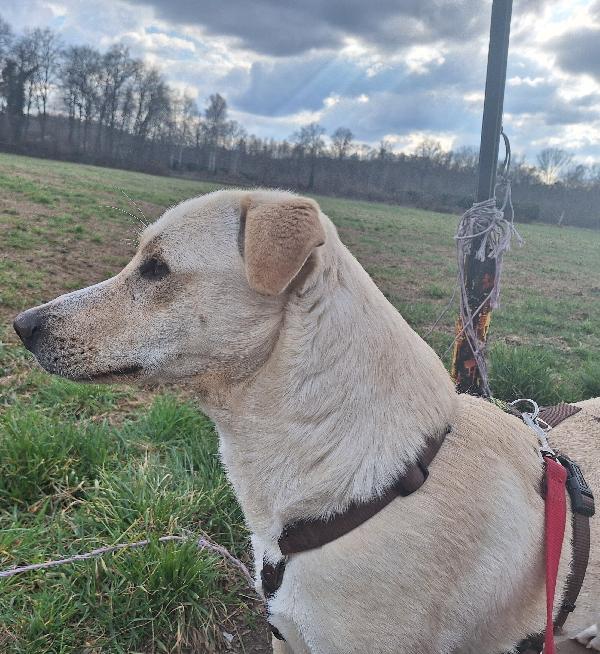 Diana ,Dolcissima Cerca Casa