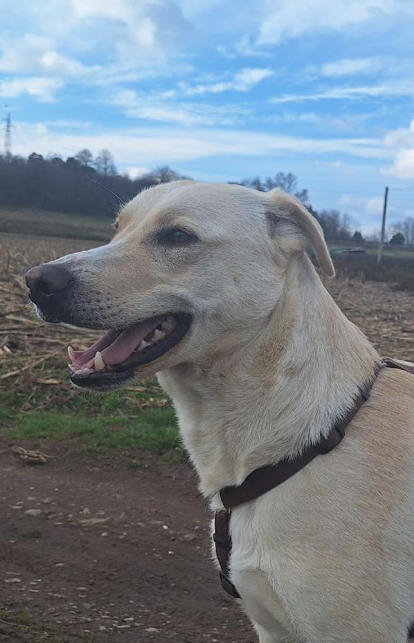 Diana ,dolcissima cerca casa Foto 2