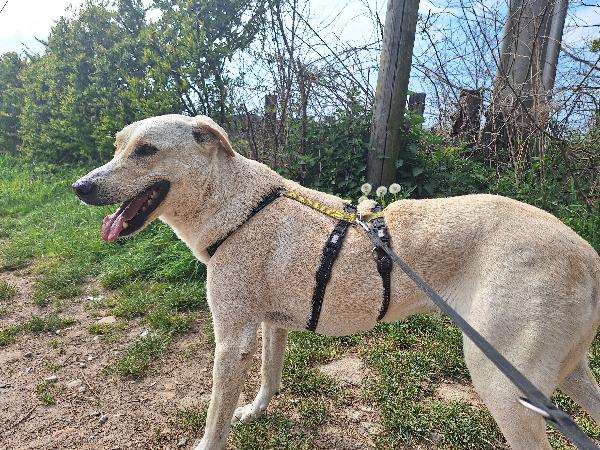 Diana ,dolcissima cerca casa Foto 5