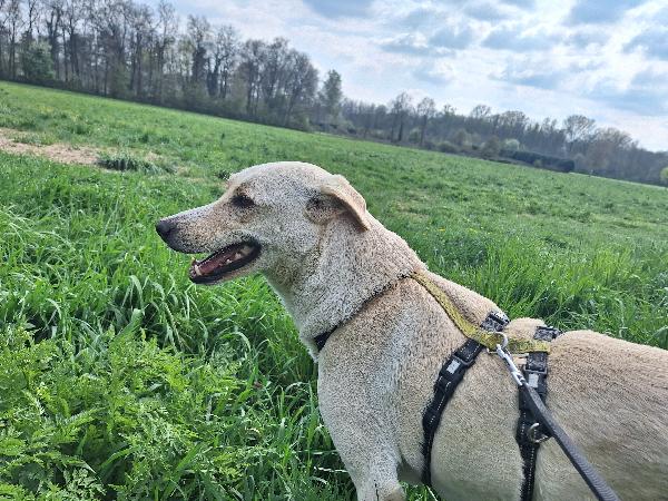 Diana ,dolcissima cerca casa Foto 6