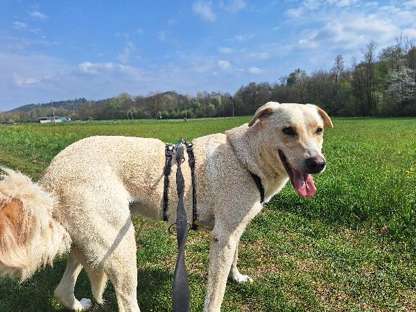 Diana ,dolcissima cerca casa Foto 7