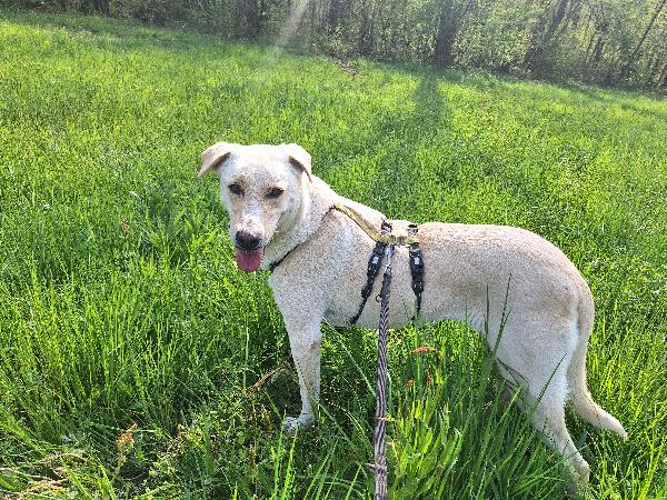 Diana ,dolcissima cerca casa Foto 8