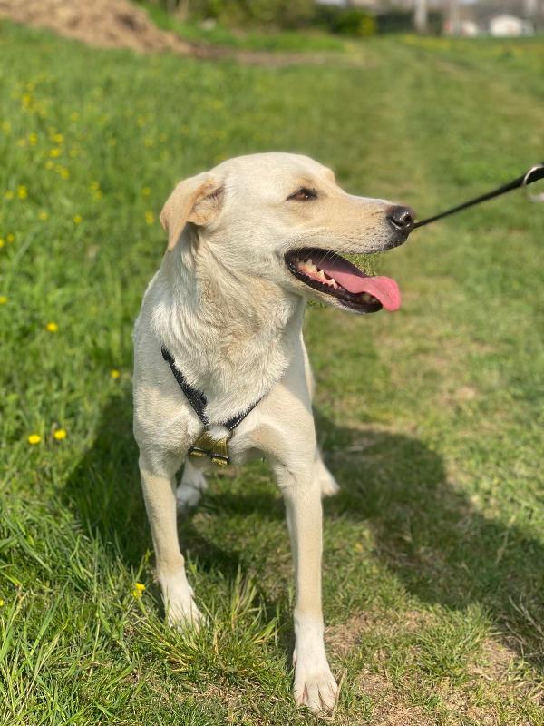 Diana ,dolcissima cerca casa Foto 9