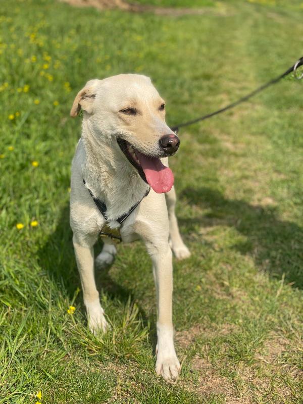 Diana ,dolcissima cerca casa Foto 10