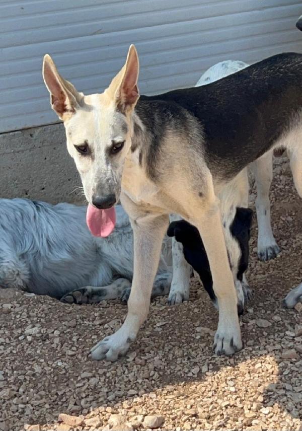 Pierino E Fratelli 10Mesi Crescono In Canile.puglia